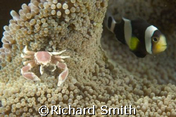 House mates.  A porcelain crab and anemonefish shack up. by Richard Smith 